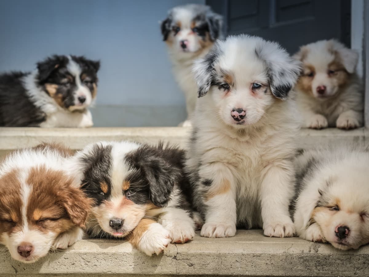 dog-litter-size-determination
