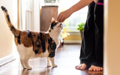 Can You Train Your Cat?