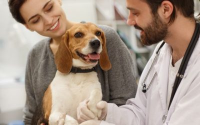 Questions to Ask During Your Pet’s Annual Checkup