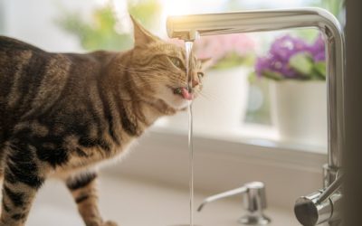 How to Keep Your Cat Hydrated