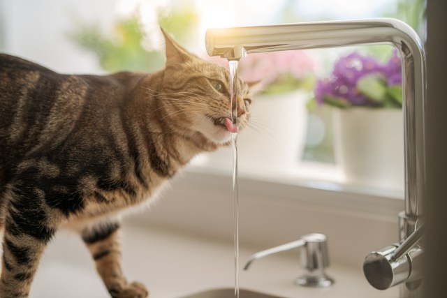 How to Keep Your Cat Hydrated