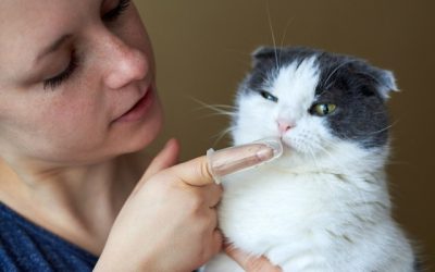 Why You Shouldn’t Ignore Your Pet’s Oral Health
