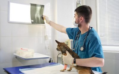 What to Expect When Your Pet Needs an X-Ray