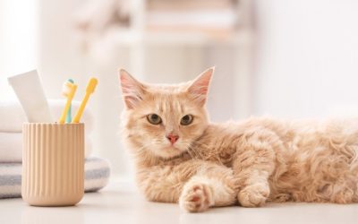 Should You Brush Your Pet’s Teeth?