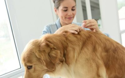 Flea and Tick Prevention: Safeguarding Your Pet Against External Parasites