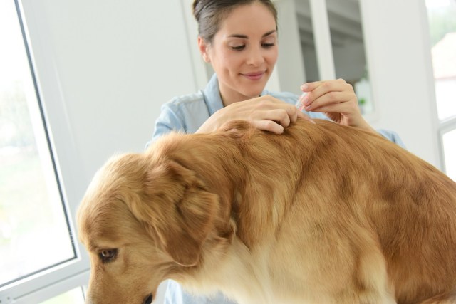 Flea and Tick Prevention: Safeguarding Your Pet Against External Parasites