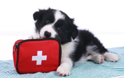 How to Make a Pet First Aid Kit