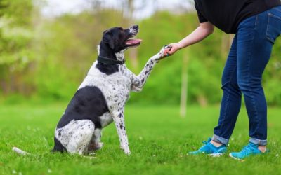 Why Is Dog Training Important?