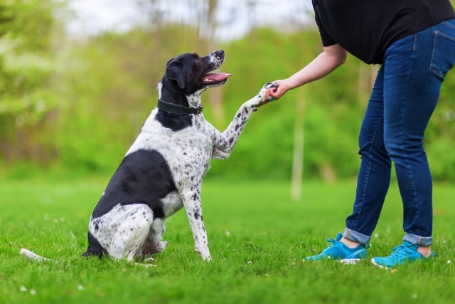 Why Is Dog Training Important?