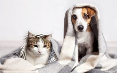 How to Keep Your Pet Safe During Cold Weather