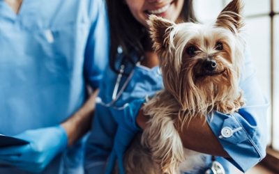 How to Prepare Your Pet for Surgery
