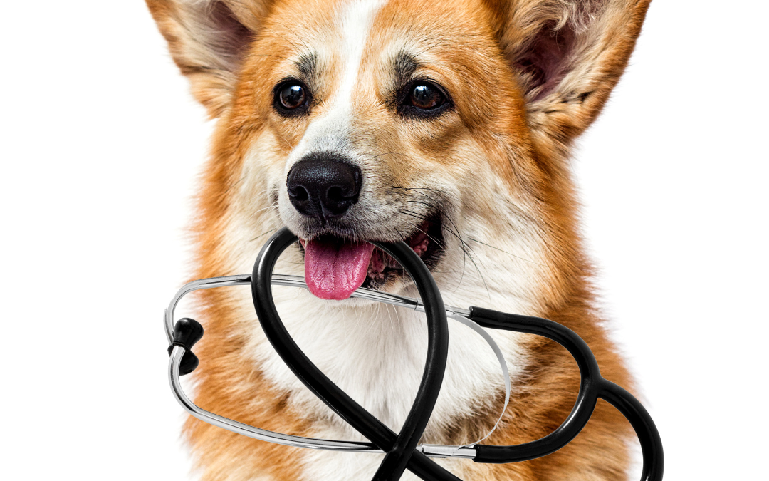 Common Pet Health Concerns and How to Address Them